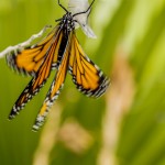 monarch butterfly pictures wings stock photography