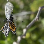 monarch butterfly butterflies being born Baby butterfly