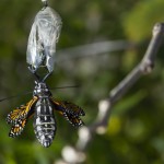 Monarch Butterfly Emerging Cocoon being born
