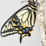 Macro closeup of a butterfly photo