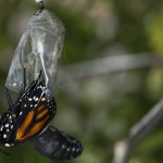 Butterflies being born cocoon picture