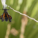 baby butterfly monarch birth pupa chrysalis