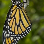 Monarch Butterfly Drying Wings