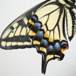 Butterfly wings image