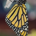 Picture newborn Monarch butterfly drying wings