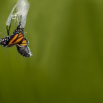 Monarch Butterfly Coming Cocoon birth