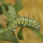 Picture of Caterpillar on Parsley