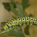Caterpillar picture on Parsley stem water drops