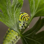 Picture of Monarch Butterfly Caterpillar Parsley stem