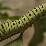 Butterfly Caterpillar extreme macro closeup