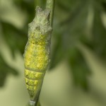 Closeup of a Caterpillar Cocoon Stock Image