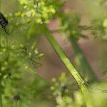 closeup of a fly in a herb garden parsley picture stock images
