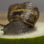 Close up of snail feeding on cucumber