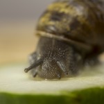 Close snail feeding cucumber