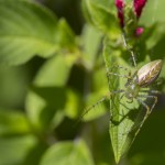 closeup Green Lynx Spider california stock photo