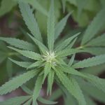 picture of marijuana leaf