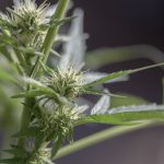 Marijuana flower pistils picture