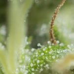 trichome-resin-milky plant cannabis