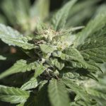 trichome-resin marijuana plants