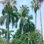Puerto Vallarta Mexico Palm Trees