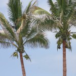 Mazatlan Mexico Coconut Palm Trees Stock Image