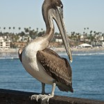 Beach Pelican Oceanside California