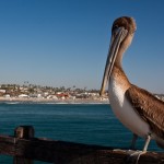 Oceanside California Pelican