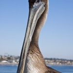 Pelican Stock Photo