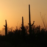 Sunset Arizona Desert Saguaro Cactus