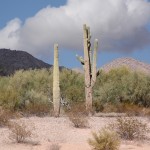 Arizona Desert and Sahuaro Cactus