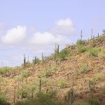 Saguaro studded desert mountain