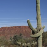 Saguaro Cactus Picture