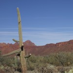 Picture of Sahuaro Cactus Arizona