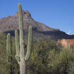 photography of Saguaro cactus