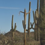 National forest Tucson photos of cacti and desert landscape stock images royalty free