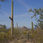 Tucson Arizona Desert Pictures