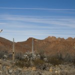 photos of cacti stock images royalty free photography of Arizona Desert