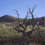 dead-desert-cactus-tree