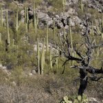 Jumping Cactus La Cholla Desert