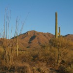 Desert Arizona and Cactus Royalty Free