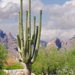 Desert Arizona Mountains Sahuaro Cactus