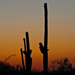 Desert Arizona Sunset Royalty Free Microstock