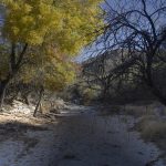 cottonwood trees desert stream fall