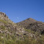 Arizona Saguaro Cactus Landscape