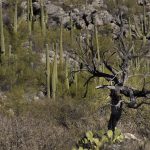 tree dead desert cactus saguaros saharos