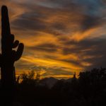 desert-sky saguaro cactus tucson arizona