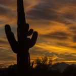cactus sunset desert picture