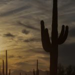 picture saguaro cactus desert