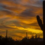 desert-sky saguaro cactus tucson arizona