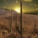 Desert Sunset Picture Saguaro Cactus